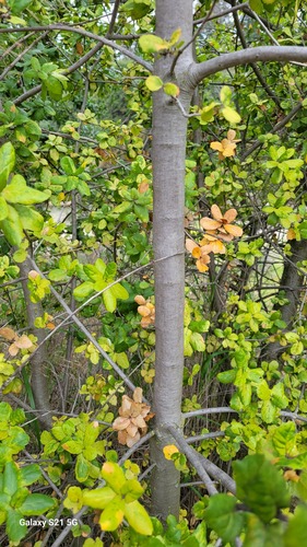 Coast Live × Interior Live Oak