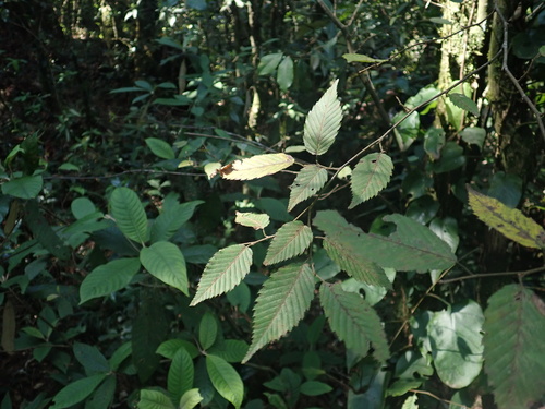 Carpinus tropicalis