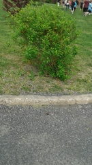 Forsythia × intermedia