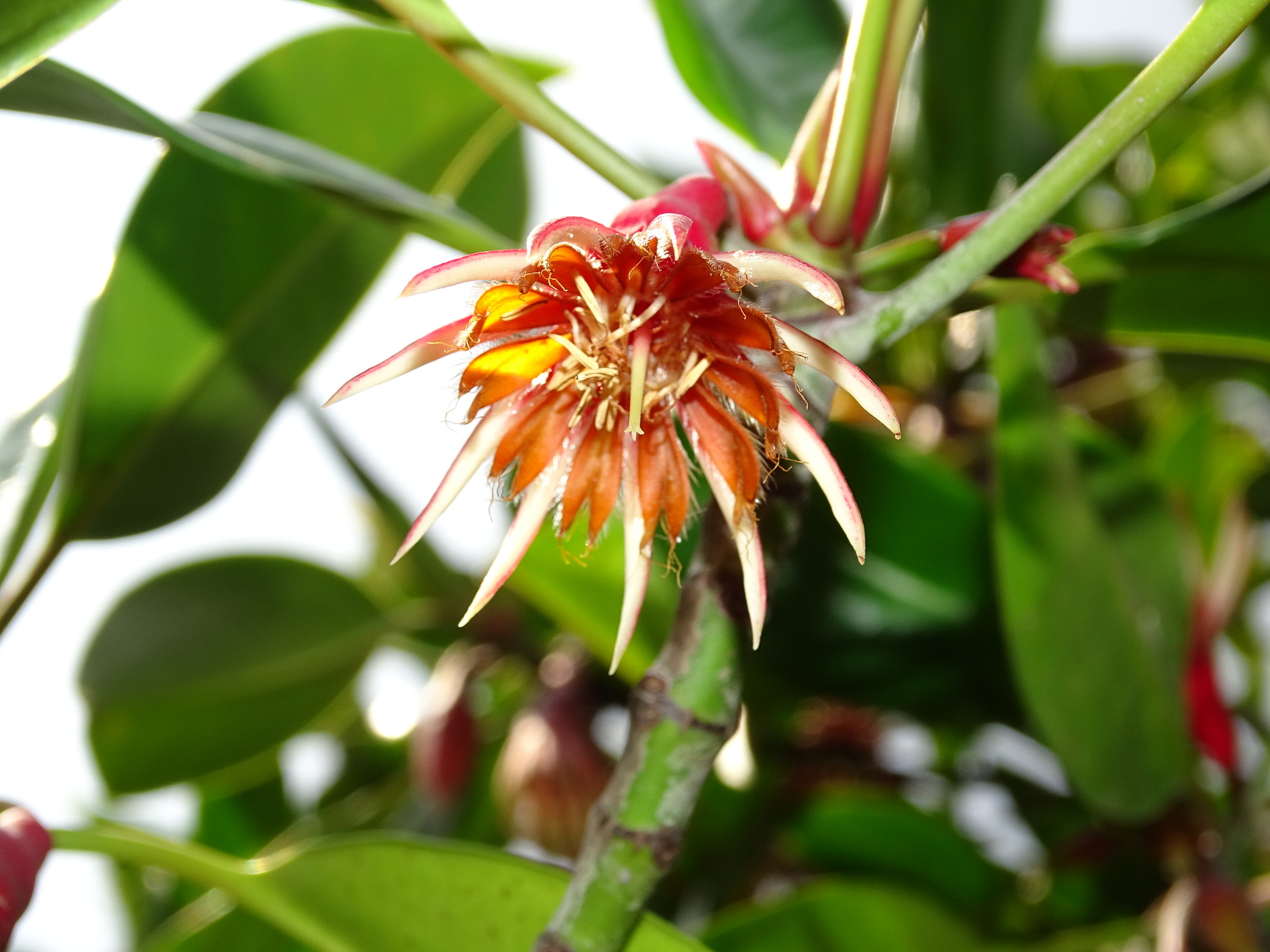 Bruguiera gymnorhiza
