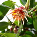 Orange Mangrove - Photo (c) 葉子, some rights reserved (CC BY-NC), uploaded by 葉子