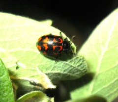 Chrysomela lapponica