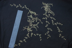 Euphorbia serpens