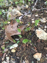Claytonia parviflora