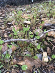 Claytonia parviflora
