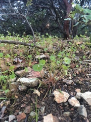 Claytonia parviflora