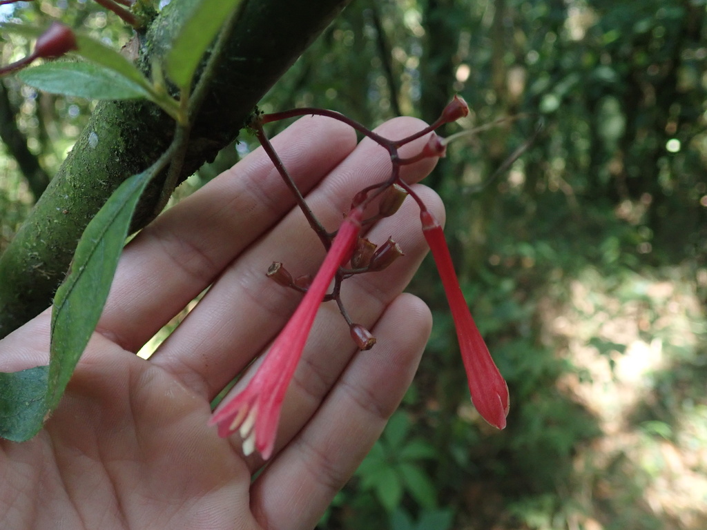 Hoffmannia cauliflora