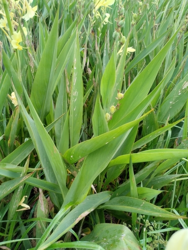 Image of Canna glauca by (c) Agustina Medina, some rights reserved (CC BY)