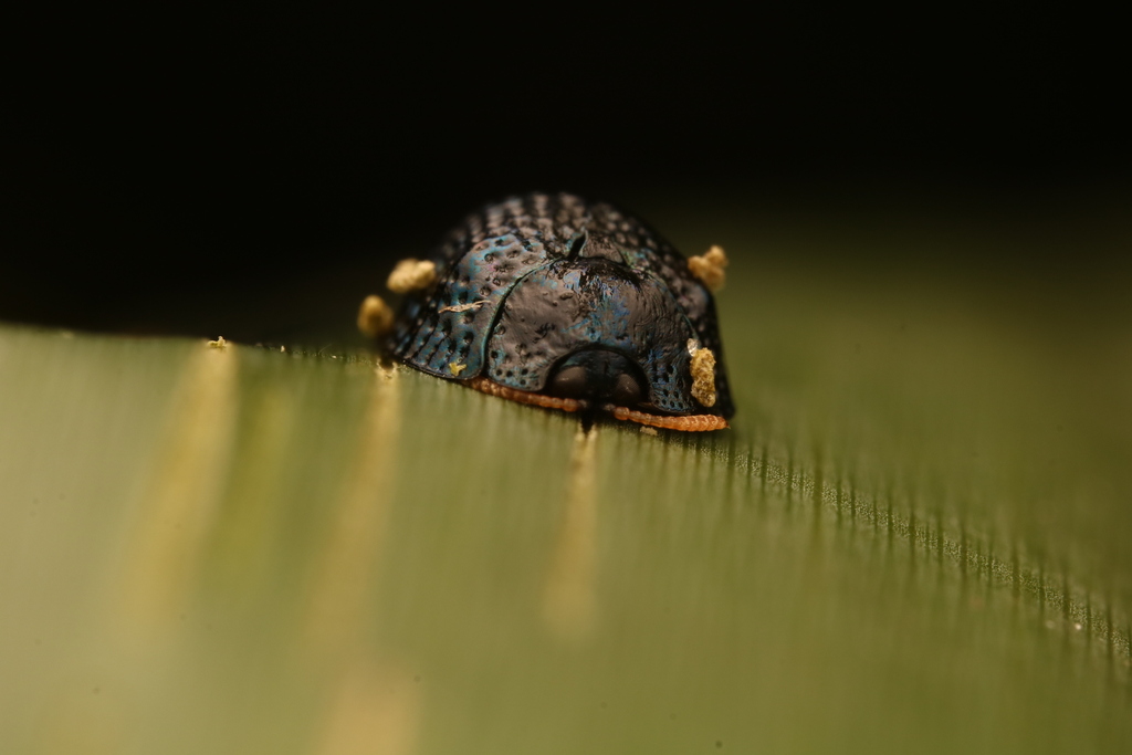 Palmetto Tortoise Beetle from Sanibel, FL, USA on January 3, 2024 at 01 ...