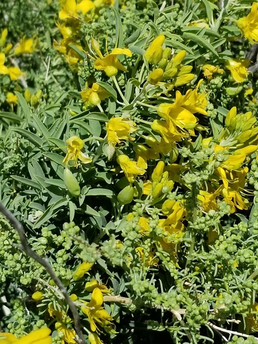 Cleomella arborea