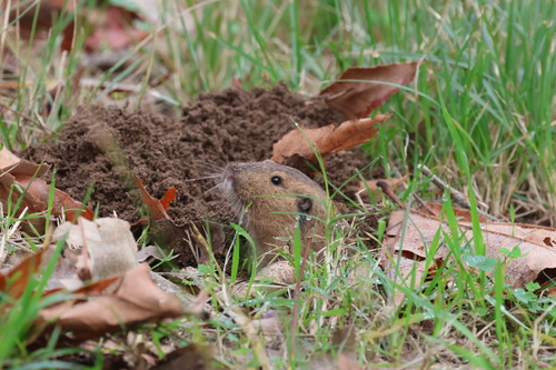 Botta's Pocket Gopher