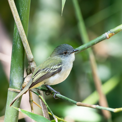 Gray Elaenia photo 2