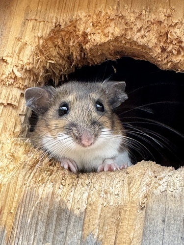 White-footed Mouse