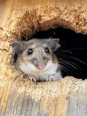 White-Footed Deermouse photo 2