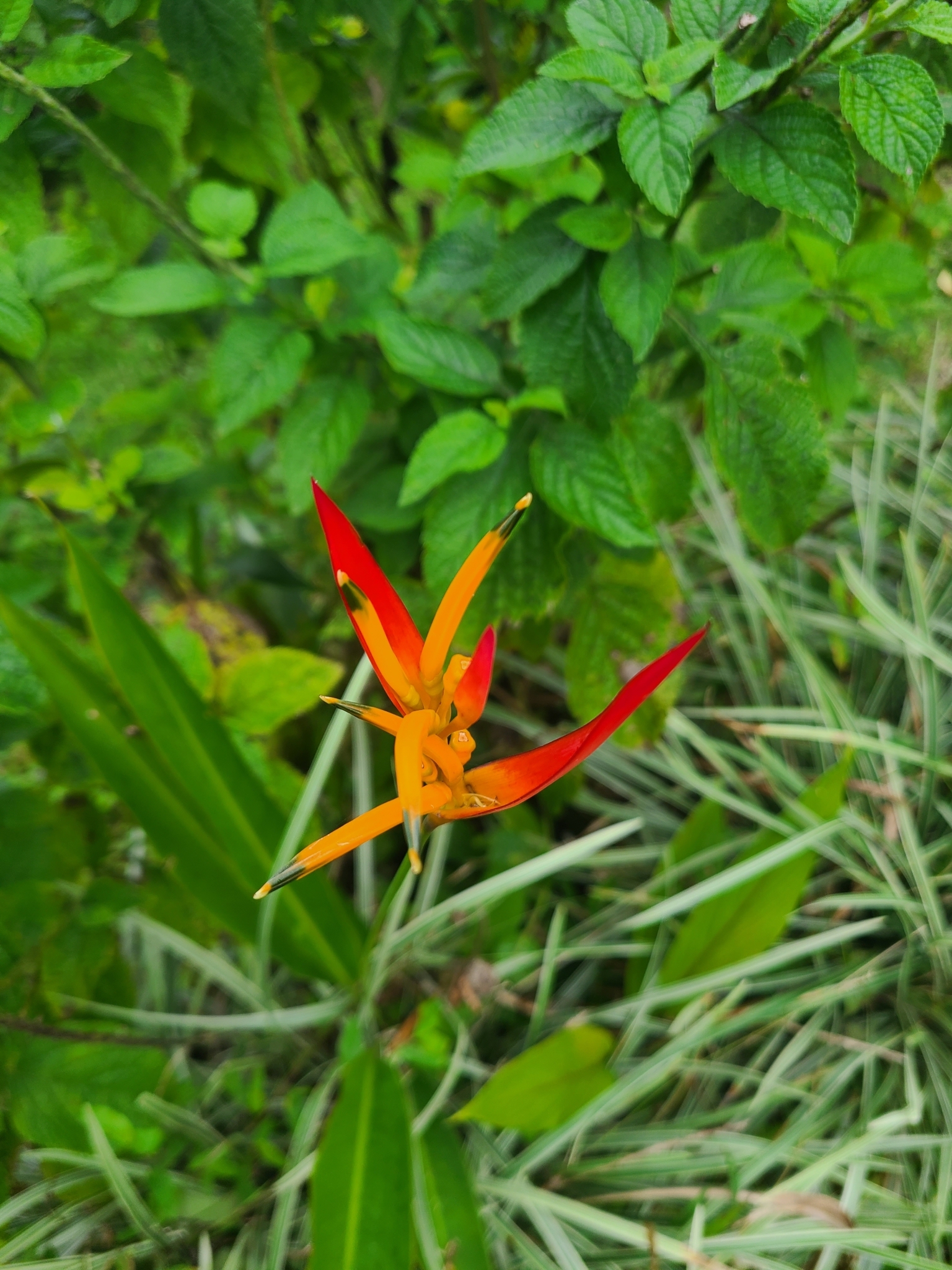 Imagem de Bananeira-de-jardim