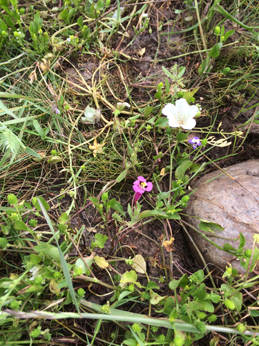 iNaturalist observation photo of tricolor monkeyflower