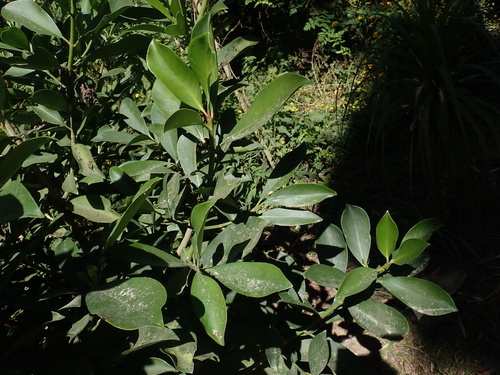 Clusia guatemalensis
