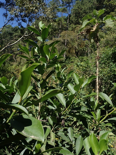 Clusia guatemalensis, photograph 1