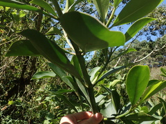 Clusia guatemalensis, photograph author not stated, no rights reserved