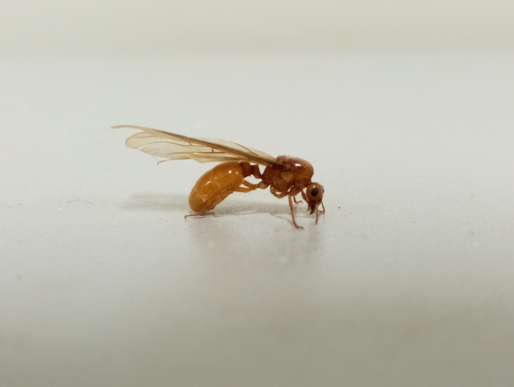 Tranopelta gilva