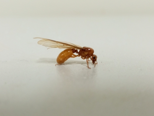 Tranopelta gilva