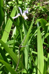 Iris virginica