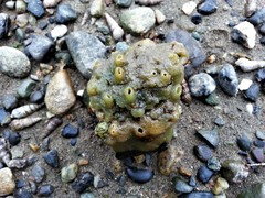 Halichondria panicea