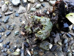 Halichondria panicea