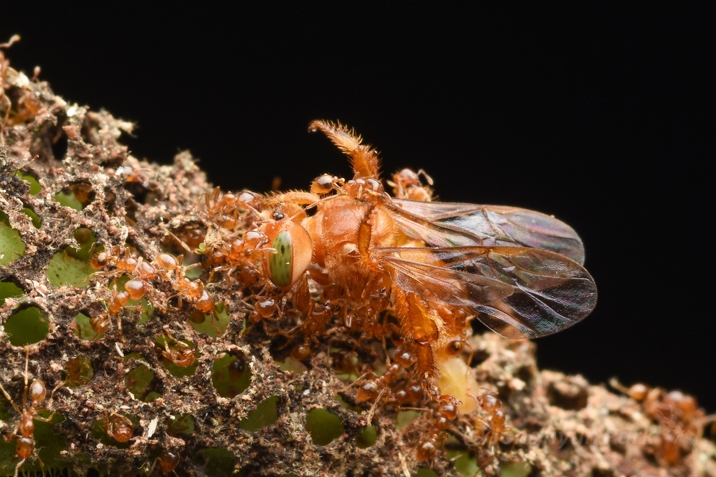 Allomerus octoarticulatus