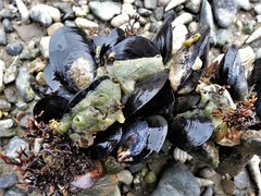 Halichondria panicea