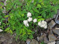 Spiraea flexuosa