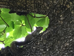 Sciurus carolinensis