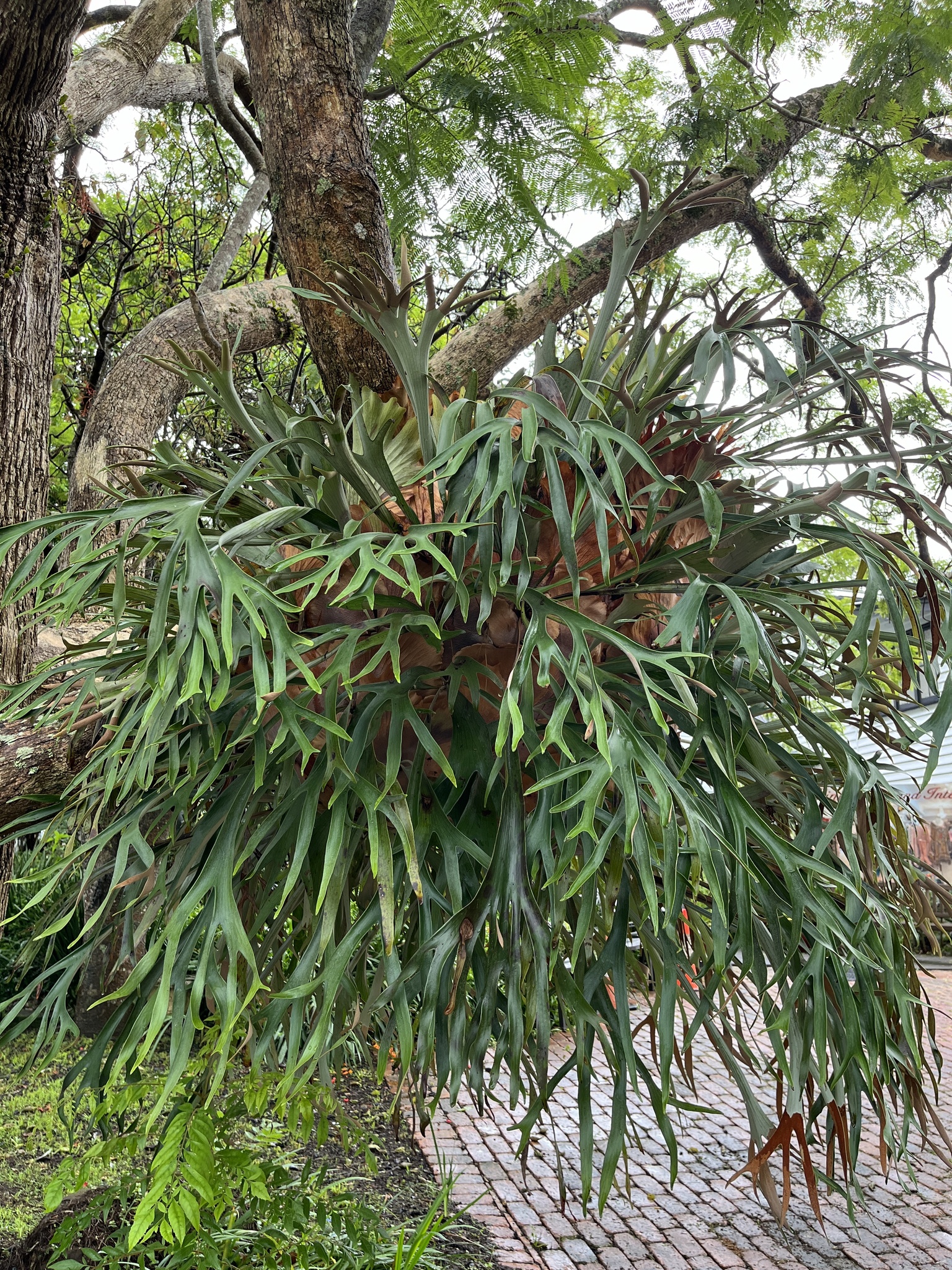 Imagem de Samambaia-de-chifre