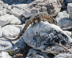 Pseudocordylus microlepidotus microlepidotus