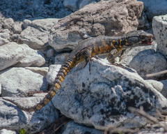 Pseudocordylus microlepidotus microlepidotus