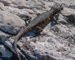 Pseudocordylus microlepidotus microlepidotus