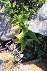Bulbine latifolia latifolia
