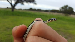 Thamnophis pulchrilatus