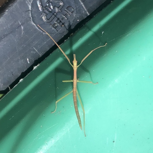 Spur Legged Phasmid photo 2