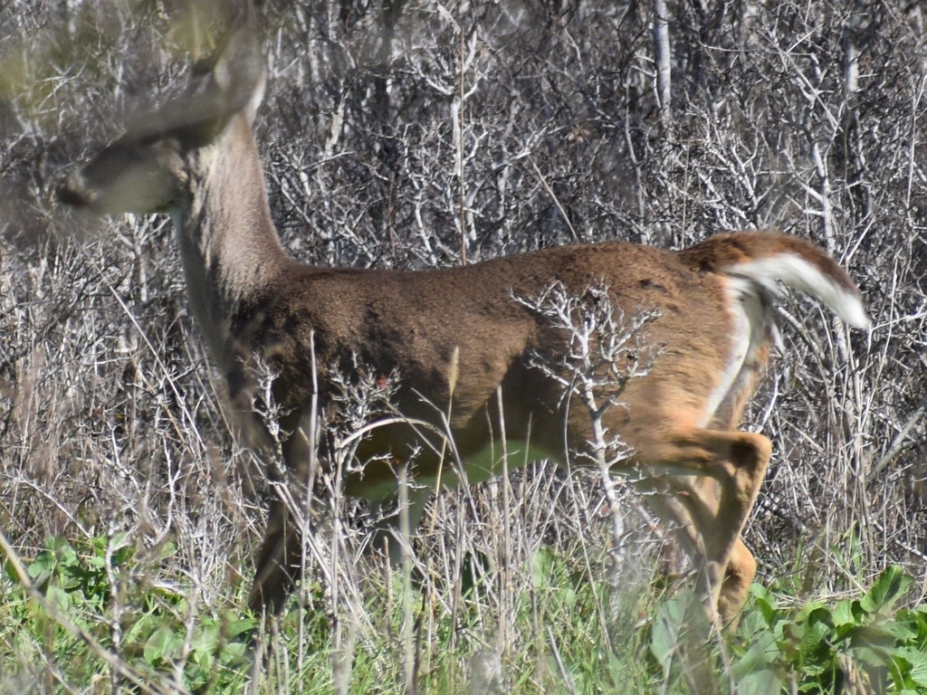 White Tailed Deer From Schertz TX 78108 USA On January 10 2024 By   Large 