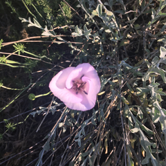 Calochortus splendens