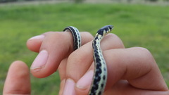 Thamnophis pulchrilatus