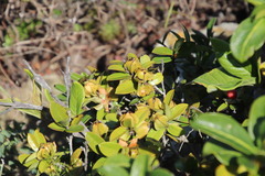 Diospyros scabrida