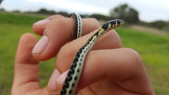 Thamnophis pulchrilatus