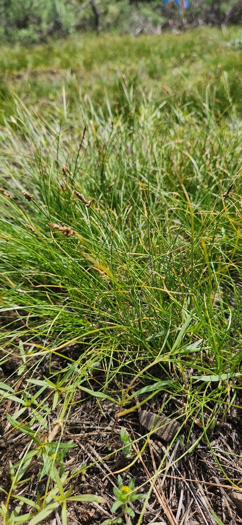 threadleaf sedge from El Dorado County, CA, USA on June 7, 2023 at 02: ...