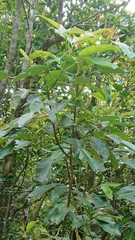 Turpinia ternata