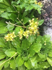 Draba grandis