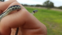 Thamnophis pulchrilatus