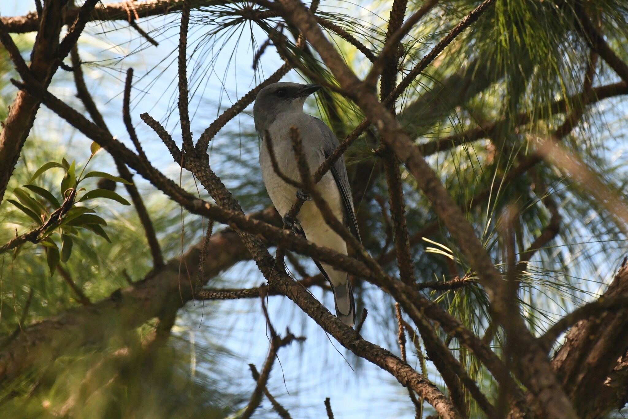 Oriental Cuckooshrike