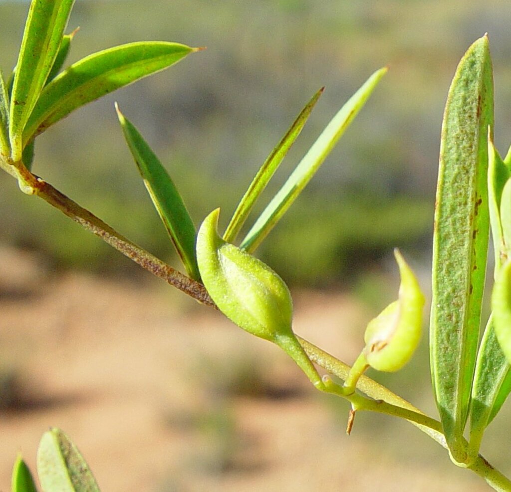 Labichea cassioides